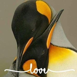 Meet your Posher, Teri